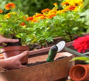 مراقبت از گل و گیاه